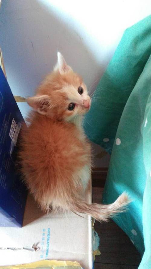 (赠送)一只两个月大的小猫,求好心收养