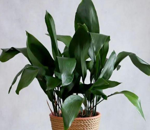 1种大叶观赏植物比绿萝还好养摆放在室内美观又大方