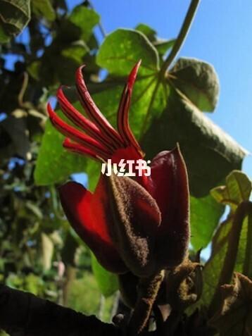 诡异的花|恶魔之手_香水_花卉_纤长_香水分享_家居家装_家居装饰