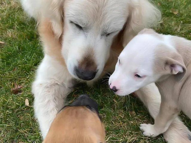 狗狗一生的五个阶段你陪伴到哪里了