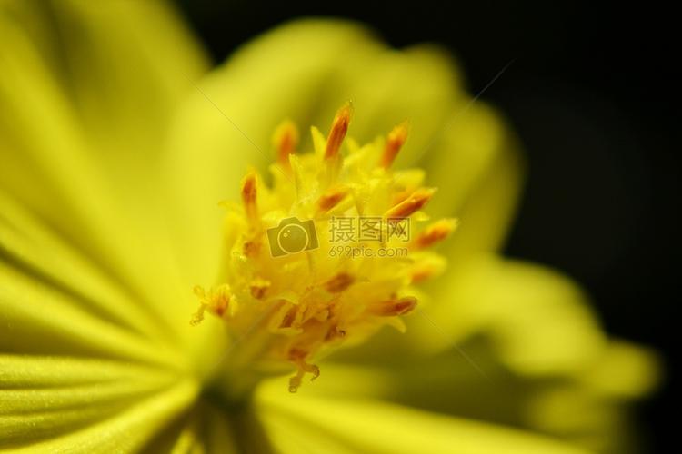 花蜜