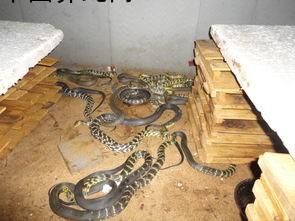 江西九江养蛇基地