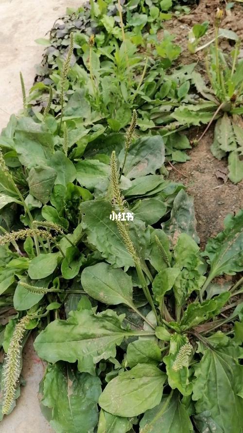车前草是一种中药材,主要是因为具有清热解毒以及利尿