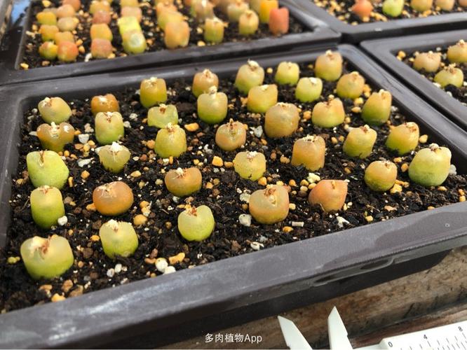 免费分享 上海 20份 带种荚毛汉尼
