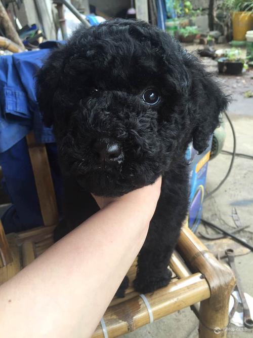 出售两个月黑色巨贵公