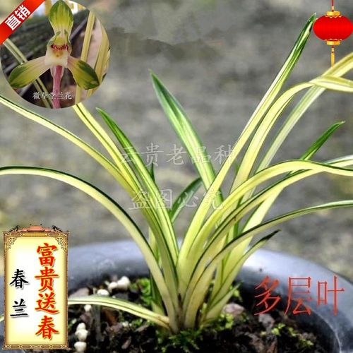 兰花 春兰艺草 富贵送春 老种 盆栽 室内 阳台 花卉