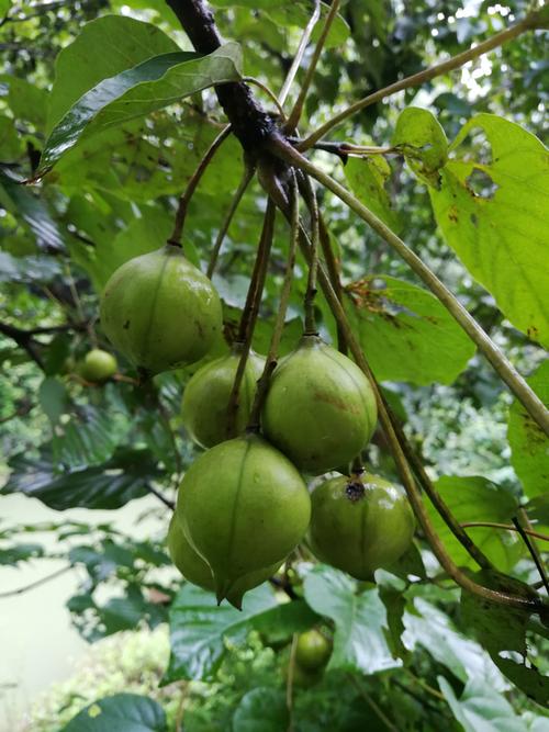 奉嘎山古桃花源美夏了