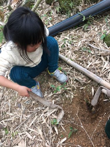 挖竹笋