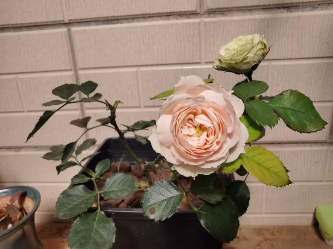 月季花品种