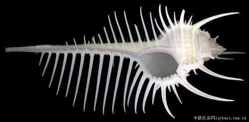 农业资讯 休闲渔业 观赏鱼 > 维那斯骨螺    【中文俗名】 栉棘骨螺