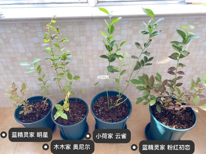 3家店的蓝莓苗对比_蓝莓_奥尼尔_日记_蓝莓种植日记_美食_美食其他