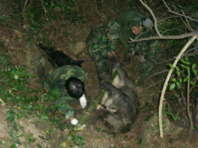 农村山上捉得野猪归,一猪四人抬,累得不轻