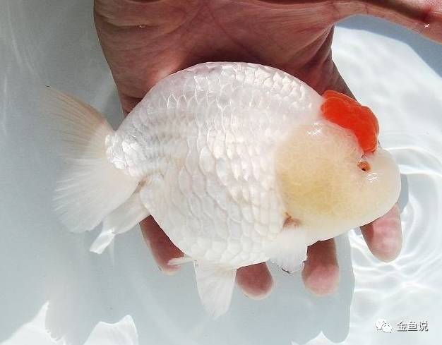 想懂兰寿,你得先懂它的背!