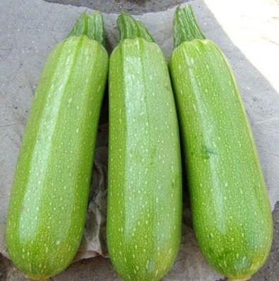 寿光蔬菜 三季丰f1西葫芦种子 法国油葫芦 早熟高产 家庭四季种植