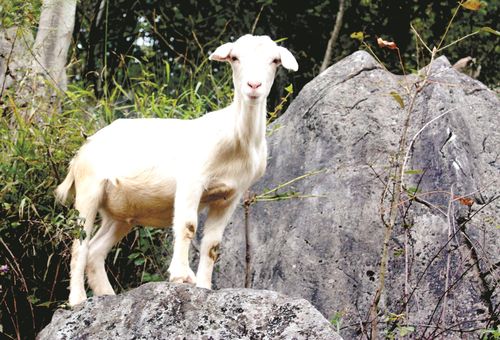 大山深处,马头山羊成了直播主角