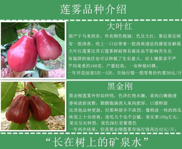 嫁接莲雾苗大叶红黑金刚庭院盆栽品种南方种植半年结果常绿黑金刚4年