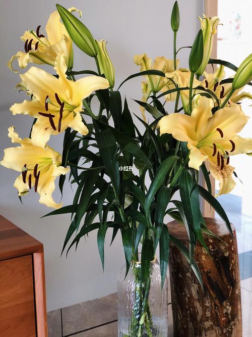 绝75四头百合花搭富贵竹 | 开花前后对比90_家居好物_新年去哪玩