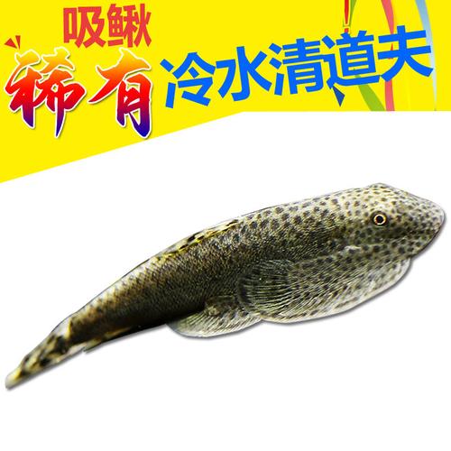 鱼缸琵琶吸盘鳅清洁清道藻双除藻爬岩道夫鱼除冷水活体吸鳅