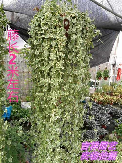 垂吊植物长春藤【花叶蔓盆栽】常春藤吊兰 净化空气