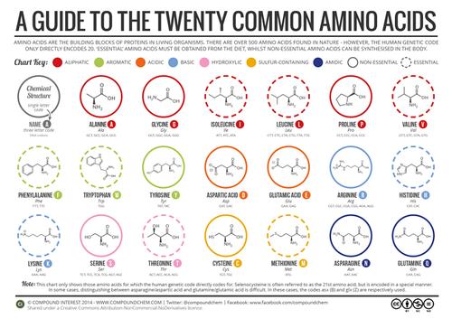 20-common-amino-acids-v3.png (2480×1754)