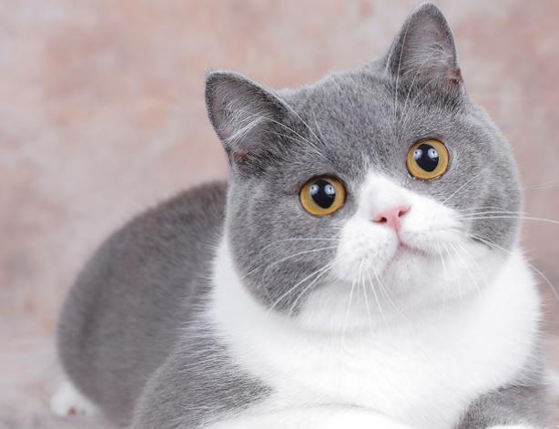 英短猫越来越受欢迎,英短猫的这几个优点决定了它的地位