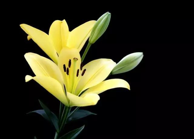 百合花的家庭蓺养繁殖与欣赏
