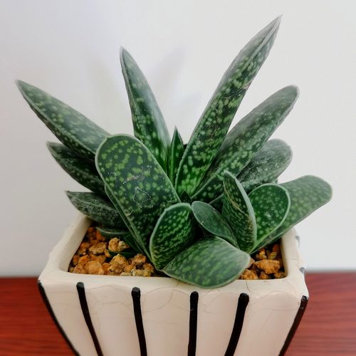 子宝   别称虎皮掌