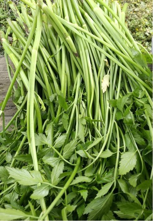 舌尖上的"神仙野菜",城里人表示很羡慕