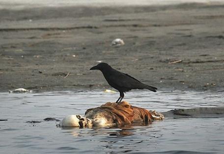 印度恒河浮尸 100多具尸体高度腐烂难以辨认(图)