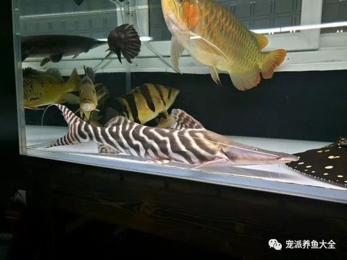 这缸观赏鱼混养让人眼前一亮!龙鱼魟鱼斑马鸭嘴等等状态佳,惊艳!