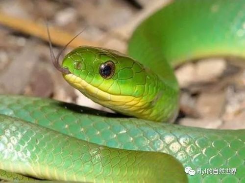 到底谁有剧毒?——翠青蛇和竹叶青的区别