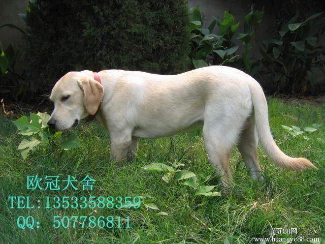 纯种和串串拉布拉多的7个特点,你知道吗?