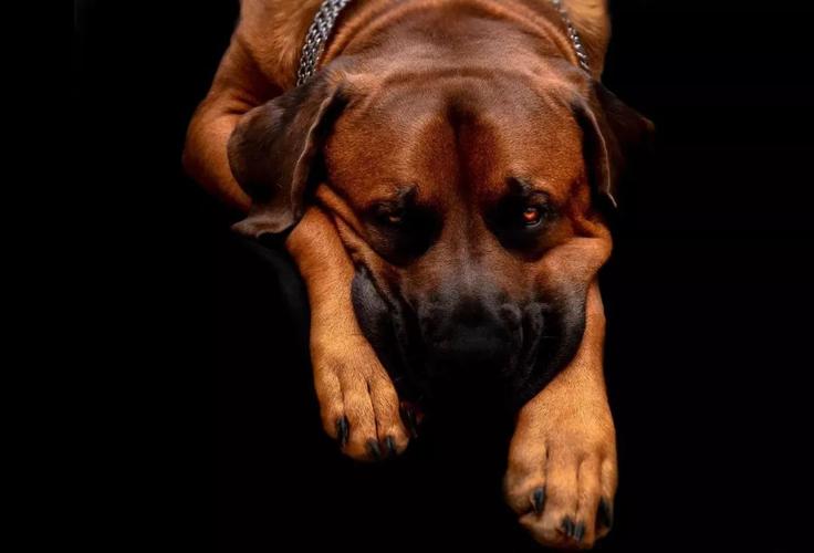 我是日本最强斗犬土佐 可是我不想战斗