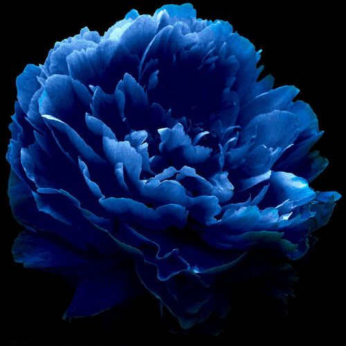 最蓝的牡丹是"蓝田玉",是粉里透蓝