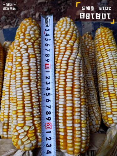 鄂审滇引大穗,马齿型,黄白粒玉米新品种"鄂玉30":抗性强,适应广,产量