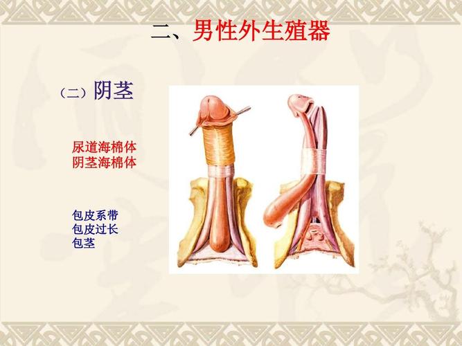 二,男性外生殖器 (二)阴茎 尿道海棉体 阴茎海棉体 包皮系带 包皮过长