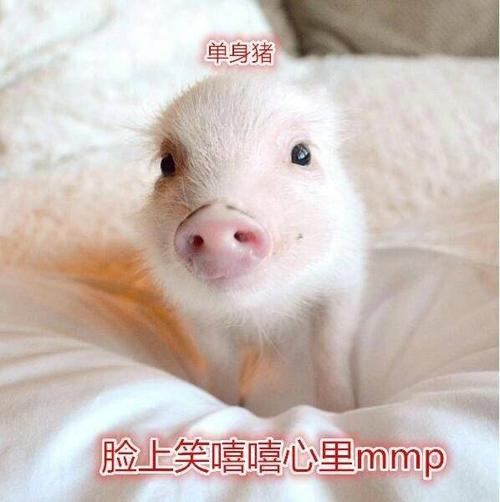 情侣猪头像