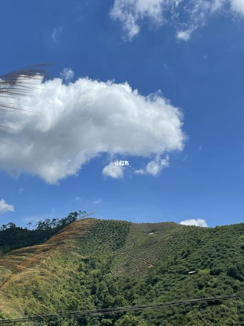 晴空万里_钱排银妃三华李_生活记录_接地气生活