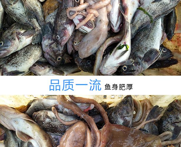现售秦皇岛特产渤海湾新鲜海鲜深海杂鱼