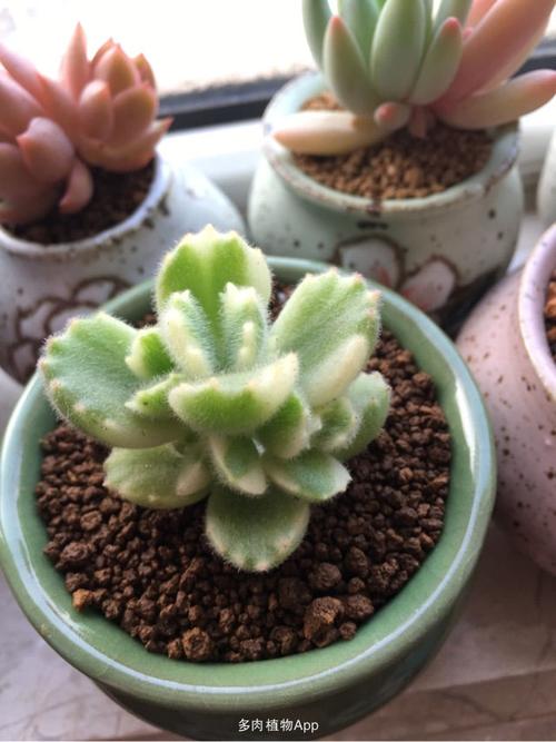 小白熊!