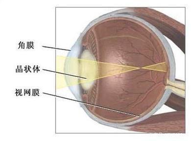 眼科学第①节眼的解剖和生理