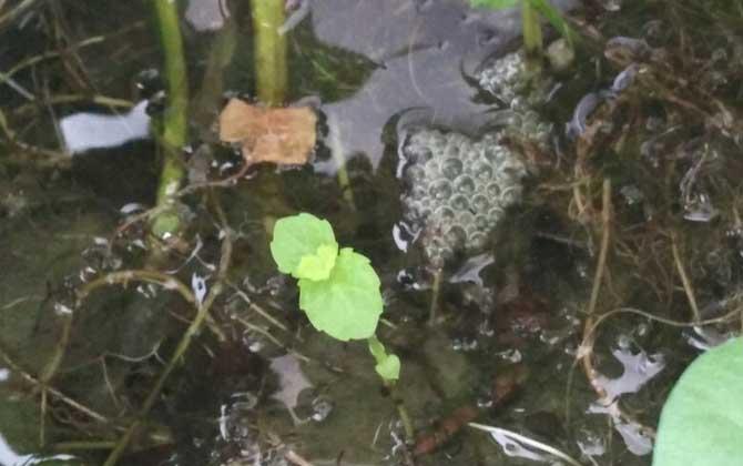鱼类百科 - 酷钓鱼