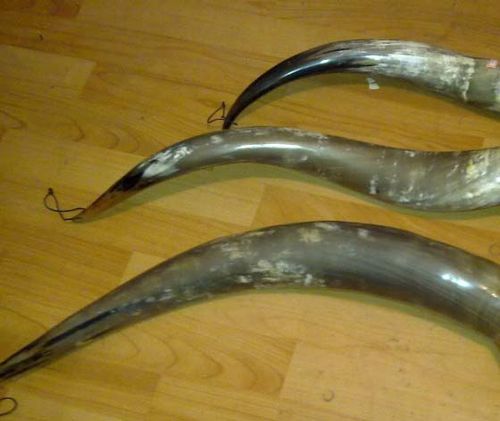 求购非洲水牛角(图)