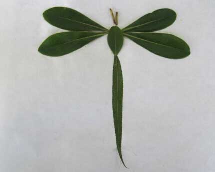 儿童树叶粘贴画蜻蜓(2)