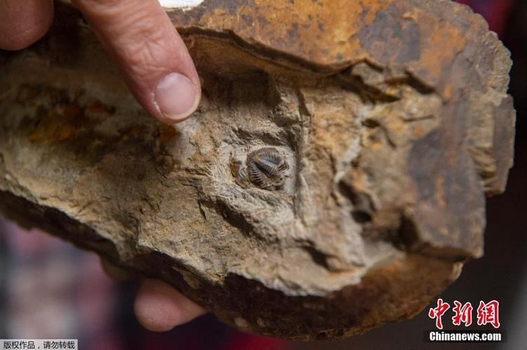 厄瓜多尔发现4万年前巨大猫头鹰化石或捕食同类