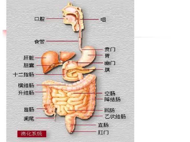 人体九大系统ppt