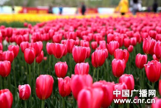 新疆五家渠第八届郁金香节开幕