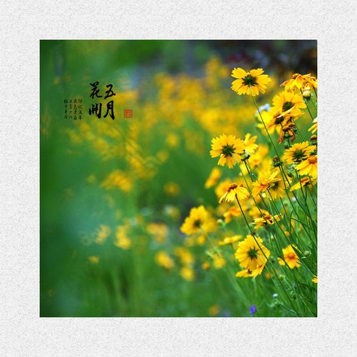 五月花开