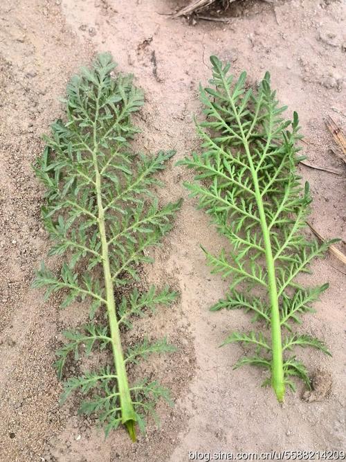 转载689野草米蒿麦蒿播娘蒿89