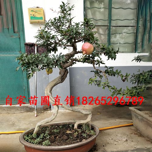 基地批发石榴树造型石榴树 庭院观赏树石榴盆景批发树苗 规格齐全